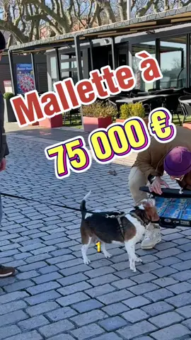 75 000€ à Macon, tu as 3 secondes pour te servir dans la Mallette - Dites moi en commentaire vôtre ville et je viendrais faire la même chose ! #fypシ #viral #pourtoi #fyp #foryou #lol #prank #explore 
