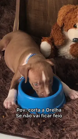 Nem um arrependimento #orelhapitmosnter #cortarorelhaécrime #orelhadeabano #orelhadecachorro #pittbull #pitbul #pitbullsoftiktok 