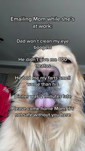 Mom please come home❗️ #funnydogvideos #emailsicantsend #pettok #dogtok #dogsoftiktok #PetsOfTikTok #dogfunny #funnydog #cutedog #fyp