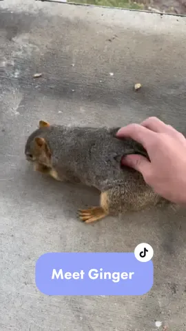 Meet Ginger … she used to come around daily but since it’s been colder she comes by every couple of days. And now she brings her friends along.  #animals #animalsoftiktok #squirrel #squirrelsoftiktok #fyp #myhappyplace #relaxing 