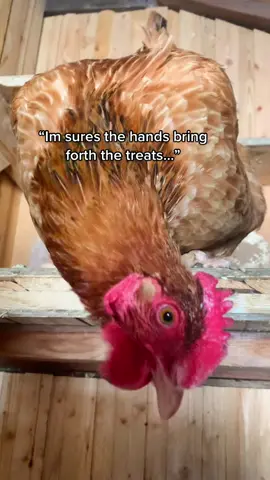 Lemonade learned that the food lady gives treats in exchange for pets. She’s very excited about the exchange. #chickenkeeping #chickensoftiktok #chickentrests #happyhen #christian #christianmom #homesteadinglife 