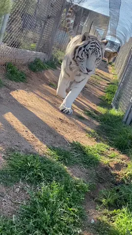 He says “oh hey lady” #outofafricapark 