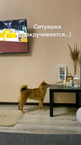 Намечается что-то не совсем хорошее… #чика #сибаину #чичико #шибаину #siba #shibadog #sibainu #shibainu #рекомендации 
