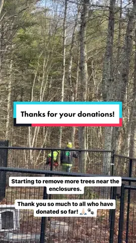 Thank you for helping us remove more trees near the enclosures to keep the cats safe! #safetyfirst #catrescue #catsanctuary #prevention #treework 