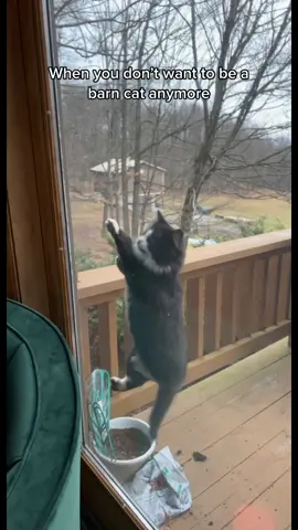 POV - the barn life aint for you #barntok #barncatsoftiktok #kittensoftiktok #kittentok #catsoftiktok #animalsoftiktok 