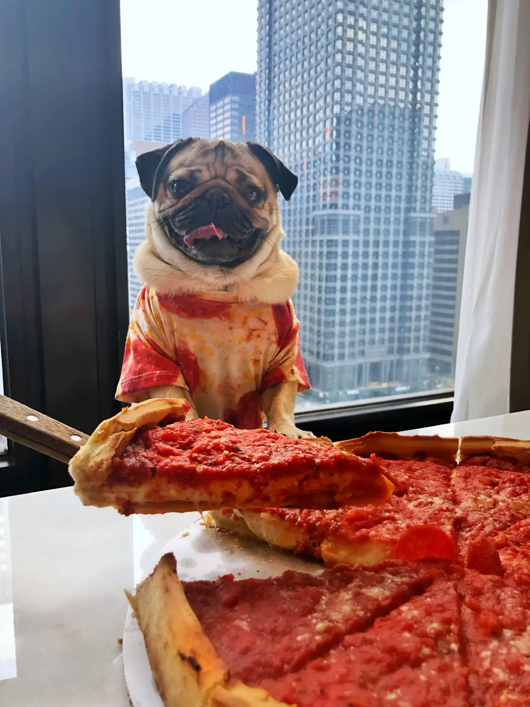 Happy #nationalpizzaday 🍕❤️ #dogsoftiktok #pugs #dougthepug 