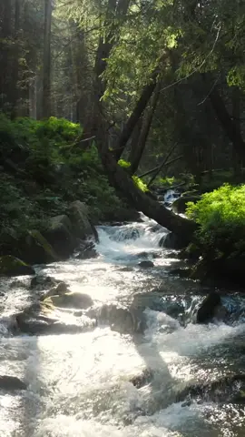 Disconnect Yourself From The World And Focus On Our Beautiful Nature! #nature #viral #4kvideo #forest #earth #foryou 
