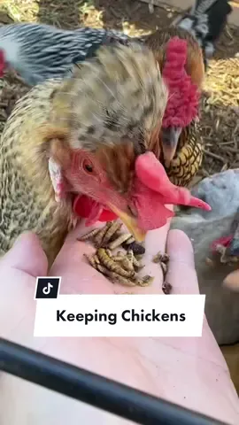 The basics of keeping chickens #garden #chickens