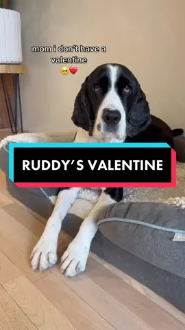 surprise your pup with a Valentine’s Day @barkbox and a FREE @yeti bowl! LIB 💞 #barkboxpartner #ValentinesDay #dogvalentine #dogmom #dogdad #dogtok #dogtoyreview #dogtreats #singleonvalentinesday #barkbox #barkboxday #barkboxtoys 