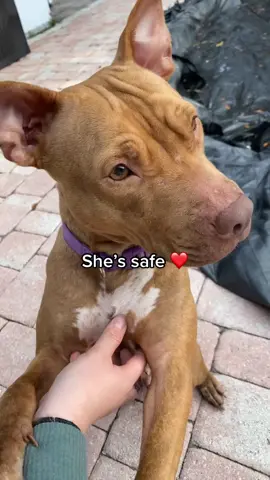 Hazel Mae 💜 #pitbull #pitbullsoftiktok #pitty #abandondog #rescuedog #dogs #dontbullymybreed❤  #fyp #fypシ #savethedogs #pitbullrescue 