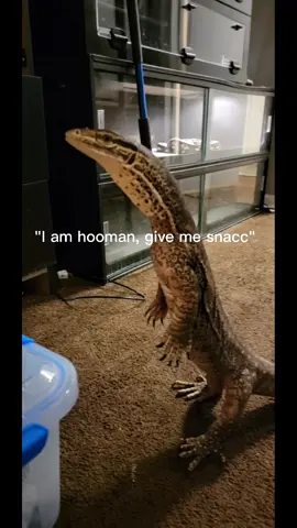 My lizard likes to pretend he's a human. #monitorlizard #reptiles #son #pets #dog #cat #lizard #raptor #dragon #komodo #cuteanimals 