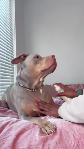 I can’t believe it, for once zoe wasn’t sassy and let me massage her with some spray that will help with her seasons allergies and itchiness! #sponsored @wondercideatx really came to the rescue this season. #wondercide  #bulliesoftikitok #dogs 