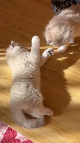 #fyp #cute #pet #funny #cat 