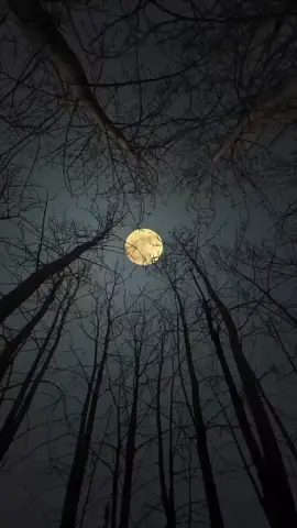 #scenery #sceneryvideos #scenerylover #moon #mooninthesky #moonoftheday #nightsky #luna #moonlovers #nature #natureonly #moonoftheday #natureinfocus #amazingnature #naturevibes #naturemagic #naturelovers #fypage #fyviral #goviral #fy #fyp #fypシ #foryou #foryoupage #viral #zairajess14_ #viralvideo #themoon #natureview 
