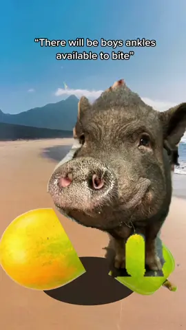 How to get Bo to join a group #minipig #minipigtok #pigtok #pigtiktok #pigproblems #funnyfarm #animalsoftiktok #capcut 