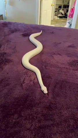 #ballpython #snakes #snakesoftiktok #reptiles #reptilesoftiktok 