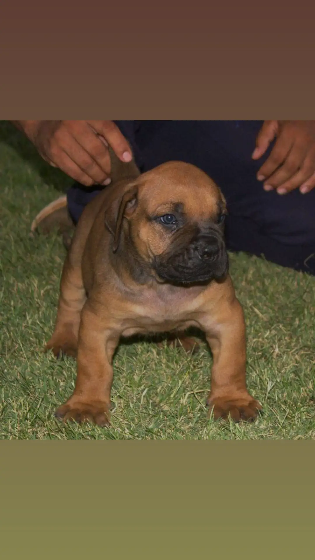 Full House 🏡🦍 We breed Champions only 5 weeks GT Boela Boerboels WhatsApp 0820505010#SAMA28 #foryoupage #sabbsboerboel #tiktok #viralvideo #fypシ゚viral #northerncapetiktoksa🇿🇦 #soutafrikatiktok🇿🇦 #boerboelpuppy #boerboelpuppy #boerboellove #international #fypシ #Love #boerboelsoftiktok 