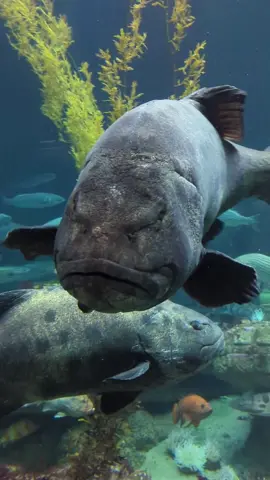 Giant Black Seabass at the Monterey Bay Aquarium Today. The giant sea bass is native to the North Pacific Ocean. Commonly referred to as a giant sea bass, black sea bass or giant black sea bass, it is a wreckfish in the family Polyprionidae rather than in the sea bass family Serranidae. #nationalgeographic #natgeo #montereybayaquarium #fishing #santacruz #fyp #foryou #commercialfishing #fishtok #fish #foryoupage #friendliestcatch #seabass #sea 