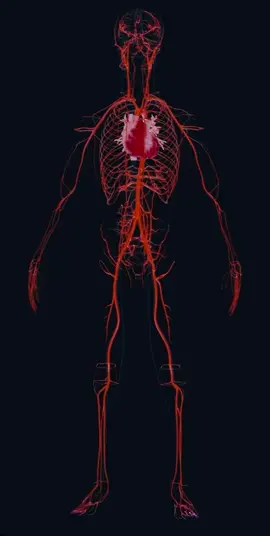#blood #circulation #human #body 