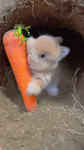 #cute #rabbit rabbit pulling radish