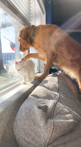 Kevin and Soup share one brain cell #cats #catsoftiktok #goldenretriever #animals #animalsbeingderps #catanddog #animalfriends 
