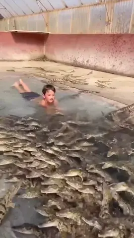 @dingo_dinkelman My boy swimming with baby Nile crocs!! Here in South Africa 🇿🇦 #DingoDinkelman #Reptiles #Animal #Crocodile #kid #kids #kidsoftiktok #crocodiles #crocodileonepiece #crocodilefeeding #crocodilechallenge #crocodileencounter #gator #gators #aligator #grizzlyblades #grizzly_blades #grizzlybladescanada #bravekids #stongkid #boy #braveboy 