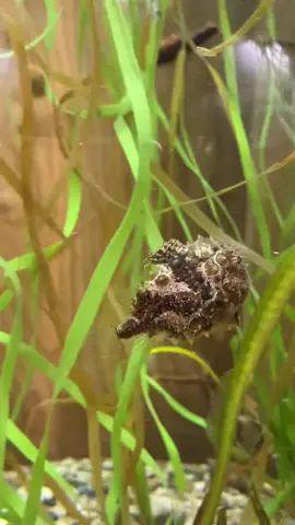 Pacific spiny lumpsucker = worlds cutest fish 🐟 🤓 #fish #fishtok #lumpsucker #aquarium #pnw #cute #marinebio #fyp