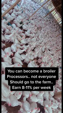 This is the mistake a lot of us are making honestly... the value chain in broiler production is too much.. you Must not start from farming. If you want to do this business with minimal Risk become a broiler processor. The Big question where do we supply to,☺️☺️☺️☺️ that’s where I come in I can supply 200,000 broilers monthly that means, meaning I need to turn over 100million naira weekly...  Where I see that kind Money, Chai some have money but have no clue of the business and where to supply (you) some have clue of the business and where to supply and have no money (Me) let’s do this together. Please note all the broiler must be processed in my processing plant. 😁😁😁As a sharp Ibo girl that I am... You can do this business from any part of the world just have your staff to work with me period.... Oya comment your questions below while you send me a WhatsApp message +2348140526241 or WhatsApp call to sign the deal 🤪🤪🤪🤪🤪#africasagroprenuer #broiler #broilerchicken #Vlog #poultry #frozenchicken #poultryfarming #poultryfarmer #poultryfarm #poultrybusiness #poultryprocessing #frozenchicken #broilerfarming #foryoupage 