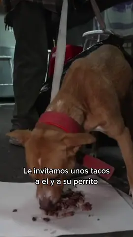 Le invitamos unos tacos a el y a su perrito #yulay #cdmx #solidaridad 