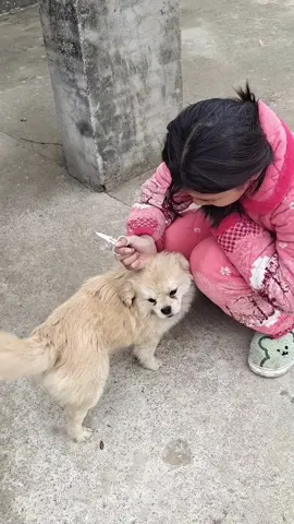 Do you like dogs or cats?#fyp #foryou #animals #Love #cute 