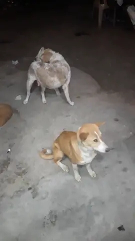 #foryoupage #foryou #viral #tiktok #bdtiktokofficial @TikTok Bangladesh @TikTok @🔥কিশোরগঞ্জের ছেলে আমি🔥 @👑 Lx_sobuj 👑 