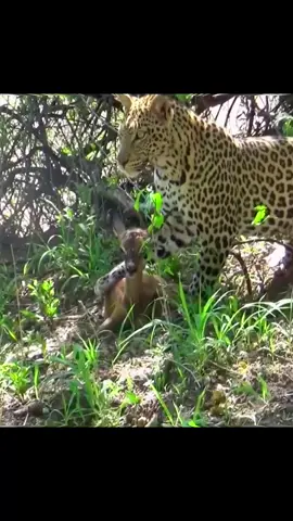 #wildanimals #leopard #deer #animals 