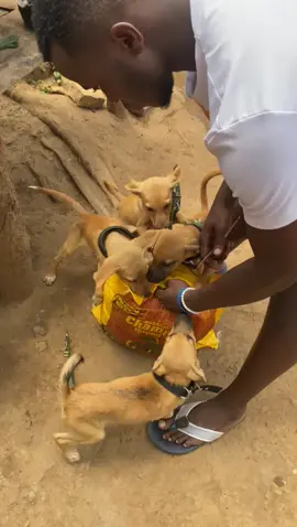 #usa #dog #dogsoftiktok #dogshelter #dogstexasdogs #islanddog #germanyshepherd #pittbullsmile #labradordog #beachdog #puppies #cutepuppies 