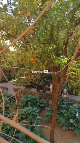 the quality went so bad ☹️ #fyp #fypシ #viral #trending #tiktok #seville 