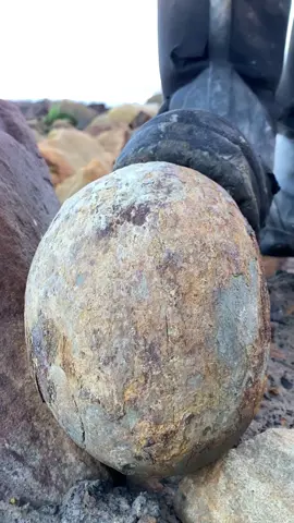 Here is a huge, perfectly round nodule (rock) we cracked open, inside a rather small but cute Eleganticeras ammonite from the Jurassic! 😍🏝 With a smooth strike of the hammer the rock split perfectly in half to reveal the ancient treasure within 🦕🦖 For ammonite rocks to crack open, please visit our official online store yorkshirefossils.NET (link in bio) or message directly on Instagram @yorkshire.fossils 🦕 For more videos, check our on YouTube / TikTok! 🏝 Thanks for supporting our page! 🐊 #fyp #natural #nature #fossil #fossils #ancient #animals #art #ammonite #ammonites #dinosaur #scientist  #minerals #paleontology #whitby #geologist #dorset #geology #charmouth #jurassic #yorkshire