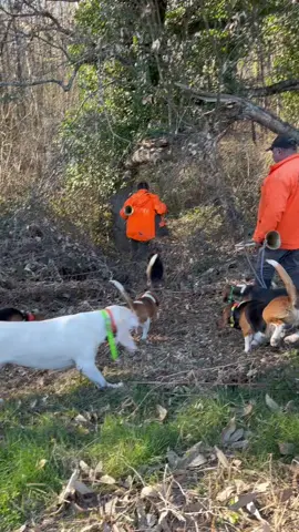 Après trois mois sans chasse, aujourd’hui était mon jour de reprise et on peut dire que j’ai été gâté ! Magnifique journée avec des sangliers, les chiens, des belles menées et de douces mélodies 🥰 Des journées comme on les aimes 🐗🐶🎶##chasse#sanglier#beagle#porcelaine#passion#bonheur#foryou#pourtoi