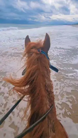 She was very unsure of the waves. Took me an hour to get her in 😂 Best. Birthday. EVER!! #ridinghorsesonthebeach #beachride #rideofalifetime #memories #aqha #DanceWithTurboTax #birthdaygirl