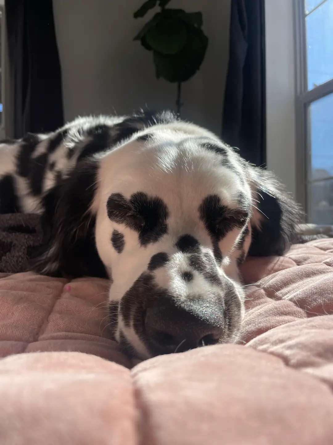 puppy kisses #dogmom #dalmatian 