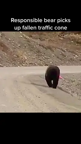 This bear ain’t no NPC #animal #npc #success #responsible #bears #fyp 