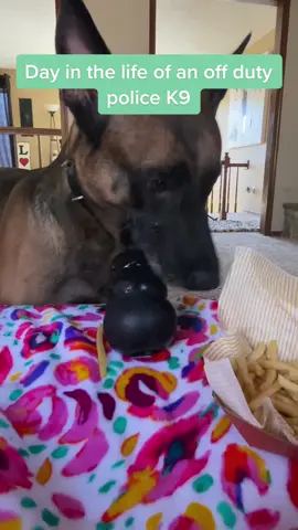 K9 left me the one fry though #k9unit #k9 #k9softiktok #ducobaby #policek9 #dogmom #funnydog #dogsoftiktok 