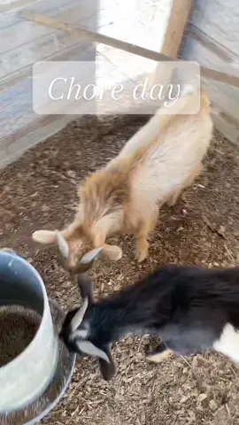 Lets try to get the mud under control a litte ! #hobbyfarm #chickenbedding #chickenrun #goats #nigeriandwarfgoatsoftiktok 
