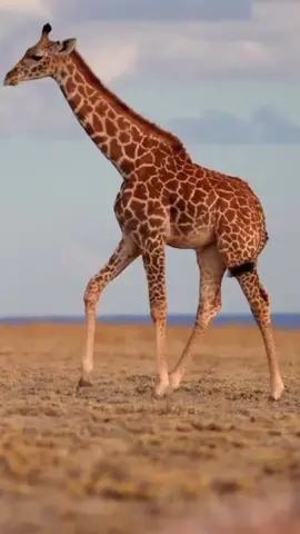slow motion footage of a giraffe walking in the forest during sunset. giraffe walking during sunset in Masai Mara
