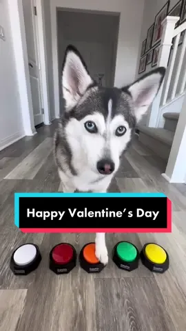 Be my Valentine’s ❤️🐶 #smartdog #dogs #ValentinesDay #doglover #imsingle 