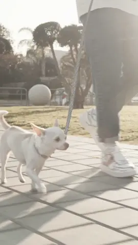 She’s my best friend🥹❤️ #fyp #foryou #dog #chihuahua  #nikiozeri #mreviatar #niki   🎥: @Gal Isaev 