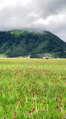 ढोरपाटन कोको जानु भको छ? 💐🌼 Location: Dhorpatan, Baglung #dhorpatan #dhorpatan_hunting_reserve_nepal #dhorpatanmuser🌱🥀 #baglungmuser #pokhara #pokharamuser #fyp #foryou #explorepage #sangamtamang #nepalisong #everythingaboutnepal #ghumante #wandererofnepal #maheshbohara 