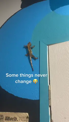 Gecko things 😭 #crestedgecko #crestedgeckosoftiktok #reptiles #exoticpets #funny #funnyanimals #fyp #wallclimbing #sticky #fypシ 