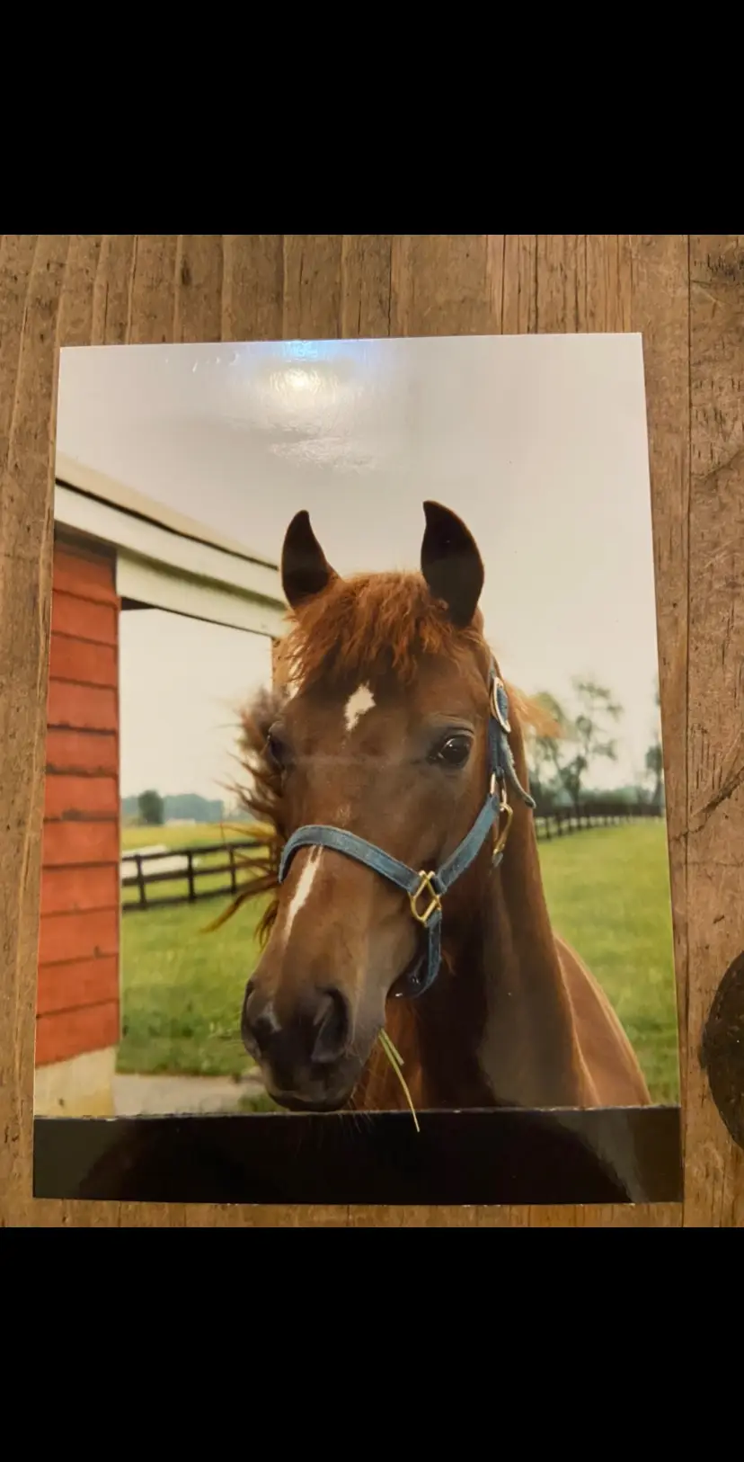 My big ole Captain Morgan boyyyyy - foal - 20 year old boyyyy ❤️❤️ #horses #morgan #captainmorgan