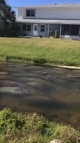 Florida Canal full with Hundreds of Manatees! Does anyone know why they are all gathered here ?🧐 Florida manatees are large, aquatic mammals that are native to Florida. Adult manatees are typically 9-10 feet long from snout to tail and weigh around 1,000 pounds; however, they may grow to over 13 feet long and weigh more than 3,500 pounds. Manatees have two fore limb flippers that they use for steering movements and to hold vegetation while eating. A large, round, flattened paddle-shaped tail is used for swimming. Manatees as of 2017 are no longer listed as endangered. Credit: @franiccasey 