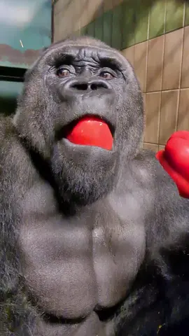 Watch this silverbacks jaw muscles move on top of his head as he chews. #silverback #gorilla #asmr #mukbang #fypage #fyp #fypシ #foryou #foryour #food 