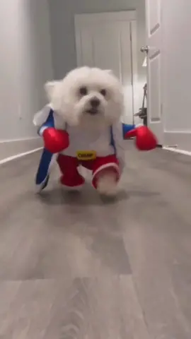 Training Day #rocky #rockybalboa #sylvesterstallone #funnymemes #funnyvideo #funny #witzig #fyp 